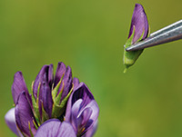 Alfalfa flower, Florimond Desprez